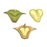 Water Caltrop Chestnut Collection Set Illustration vector