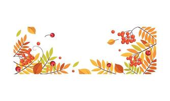 Autumn abstract background with space for text, banner with bright autumn rowan leaves Illustration vector