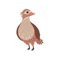 Beautiful bird Illustration on a white background vector