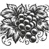 Grape Vine Outline Hand Drawn vector