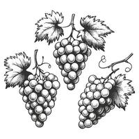 Grape Vine Drawing in Hand Drawn Style vector