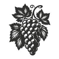 Hand Drawn Grape Vine Sketch vector