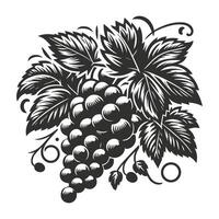 Hand Sketched Grape Vine Illustration vector