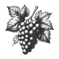 Grape Vine Sketch Hand Drawn vector