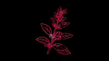 Neon frame effect, Sprig of Herb - Indicates freshness or culinary herbs on black background video