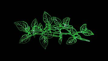 Neon frame effect, Sprig of Herb - Indicates freshness or culinary herbs on black background video
