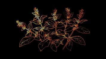 Neon frame effect, Sprig of Herb - Indicates freshness or culinary herbs on black background video