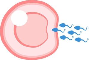 IVF ICSI fertilization color illustration. Perfect for presenting anything about reproduction, infertility, insemination or ivf. vector