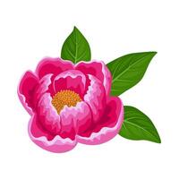 Illustration of a peony flower, with green leaves, isolated on white background. vector