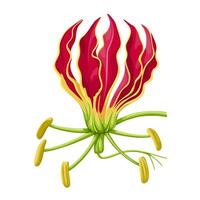 Illustration of Cyrtanthus ventricosus, commonly called fire lily, isolated on white background. vector