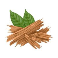 Illustration of yohimbe tree bark, with green leaves, scientific name Corynanthe johimbe, isolated on white background. vector