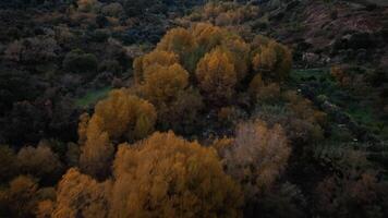 Floating Above Fall Colorful Canvas video