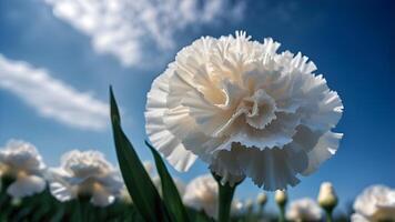 Close up of blooming white carnation flower with blurry carnations field against clear blue sky scene background in low angle view shot photo