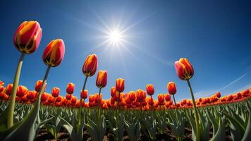 Close up of blooming red mix yellow tulip with tulips field against clear blue sky and sun light ray scene background captured by ultra wide lens from low angle view photo