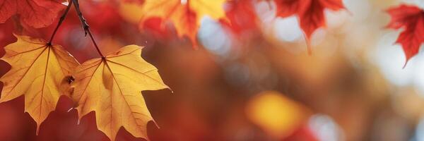 Close-up of a Leaf Hanging From a Tree photo
