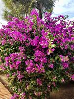 Bougainvillea vine has vibrant ornamental bloom photo