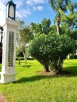 Oleander Oasis in a Public Garden photo