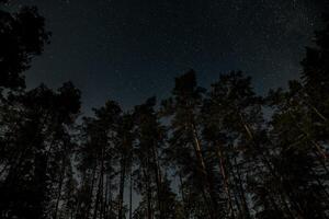 A clear night reveals a stunning display of stars twinkling above a dense forest, where tall trees rise majestically against the cosmic backdrop, creating a serene atmosphere. photo
