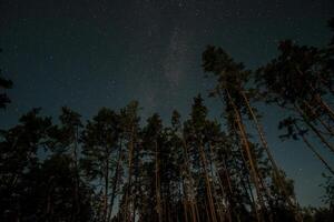 The night sky is filled with stars, illuminating the tall trees that stand silently in a secluded forest at dusk, creating a peaceful and tranquil setting. photo