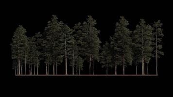 pinus tree loop animation, 3d nature forest isolated background video