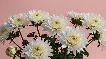 White chrysanthemums in a vase on a pink background photo