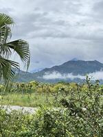 Tropical Mountain Scenery with Mist and Lush Greenery photo