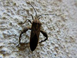 Closeup of Leaf-footed bug, Coreidae is a large family of predominantly sap-suckling insects in the Hemipteran suborder Heteroptera. photo