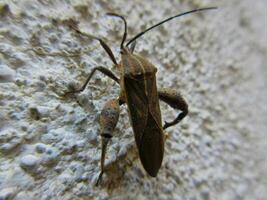 Closeup of Leaf-footed bug, Coreidae is a large family of predominantly sap-suckling insects in the Hemipteran suborder Heteroptera. photo