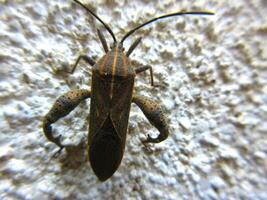 Closeup of Leaf-footed bug, Coreidae is a large family of predominantly sap-suckling insects in the Hemipteran suborder Heteroptera. photo