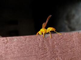 Yellow Paper wasps are vespid wasps that gather fibres from dead wood and plant stems, which they mix with saliva and use to construct nests made of grey or brown papery material. photo