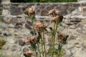 Spiny heads of thistles on the background of a stone wall photo