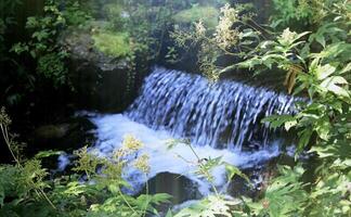 Water foaming after waterfall. View through green plants on creek bank photo