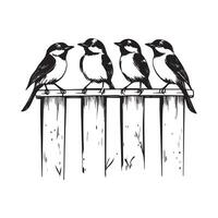 Sparrow birds sitting on the white wooden picket fence stock image isolated on white background vector