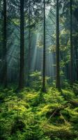 Sunlight illuminates dense pine forest with serene atmosphere. photo