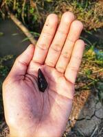 small black snail, on the palm of the hand photo