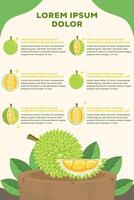 durian infographic illustration design template in flat style vector