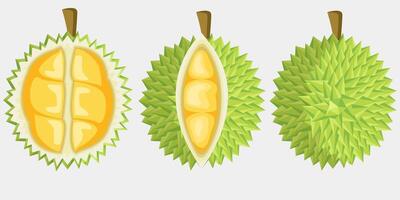 durian fruit illustration design collection in flat design vector