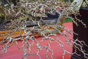 a bonsai tree that is being wrapped around wire to make a bonsai shape photo