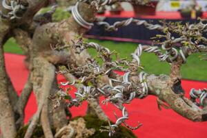a bonsai tree that is being wrapped around wire to make a bonsai shape photo