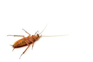 Dead cockroach lying on its back with white blank space background. photo