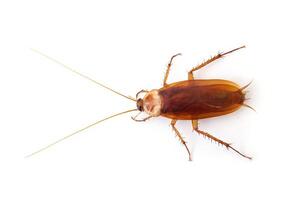 Top view a dead cockroach isolated on a white background photo