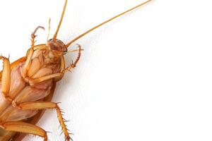 Dead cockroach lying on its back with white blank space background. photo
