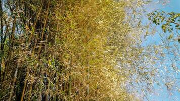 bamboo tree forest with sky background photo