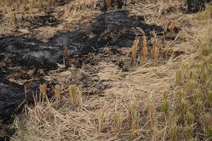 Burning straw in the middle of the rice fields after harvest makes the soil less loose photo