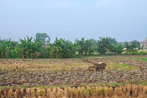 view of rice fields that have been harvested and will be plowed using a tractor to be replanted photo