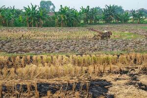 view of rice fields that have been harvested and will be plowed using a tractor to be replanted photo