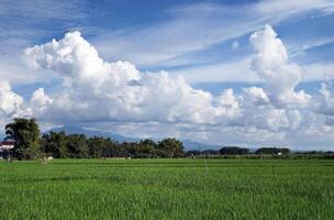Defocused background. Ripe rice fields with nice clouds and blue sky photo