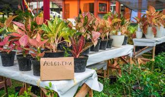 aglonema is sold at festivals with writing on the cardboard that says aglonema photo