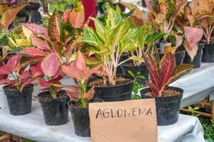 aglonema is sold at festivals with writing on the cardboard that says aglonema photo