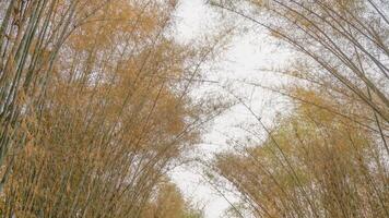 bamboo tree forest with sky background photo